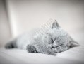 小懒猫特效视频(小懒猫特效视频素材)