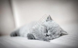 小懒猫特效视频(小懒猫特效视频素材)